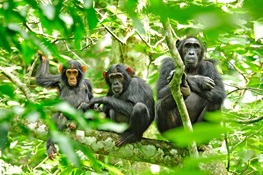 In Uganda, WCS Identifies Critical Biodiversity Sites for Conservation of Both Globally and Nationally Threatened Species